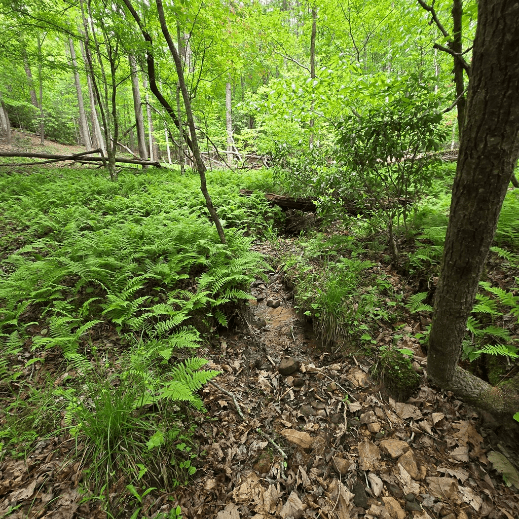 3.5acre Dusty Trail, Morganton GA 30560 - Photo