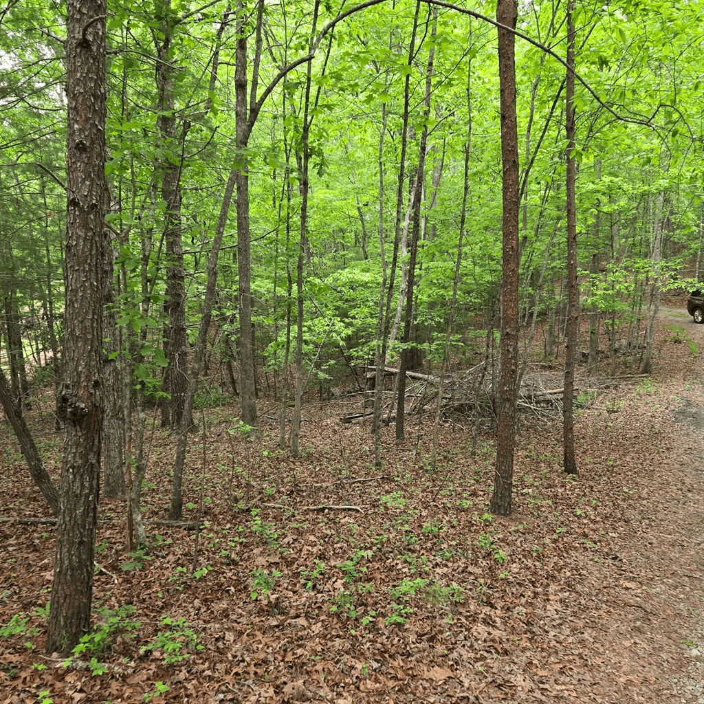 3.5acre Dusty Trail, Morganton GA 30560 - Photo