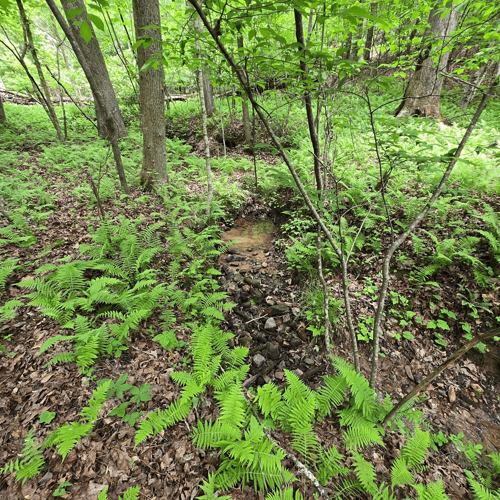 3.5acre Dusty Trail, Morganton GA 30560 - Photo