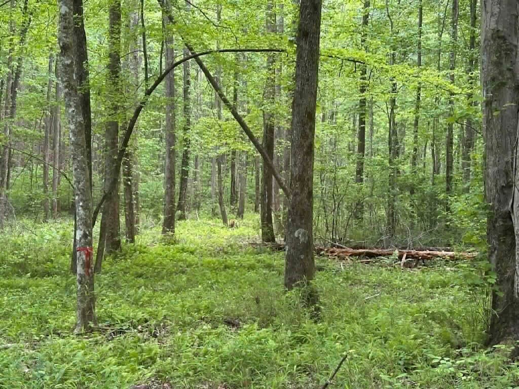 TR 1 Pleasant Hill Trail, Ellijay GA 30540 - Photo