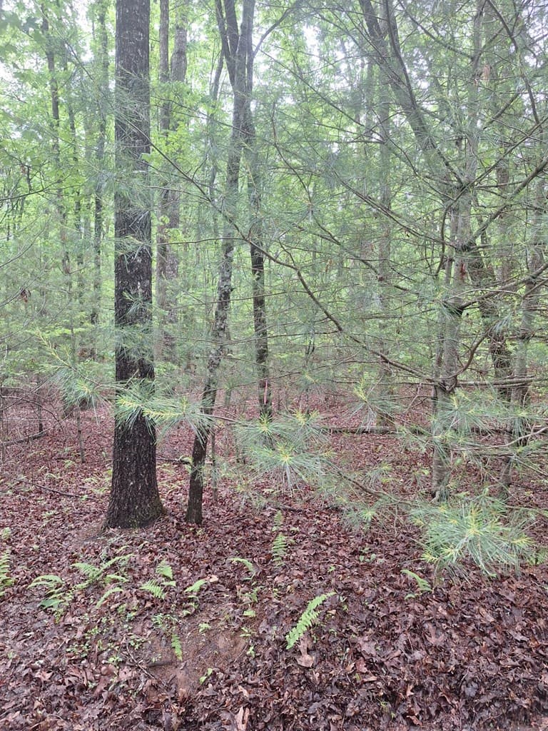 Lot 14 Noontootla Ridge Court, Blue Ridge GA 30513 - Photo