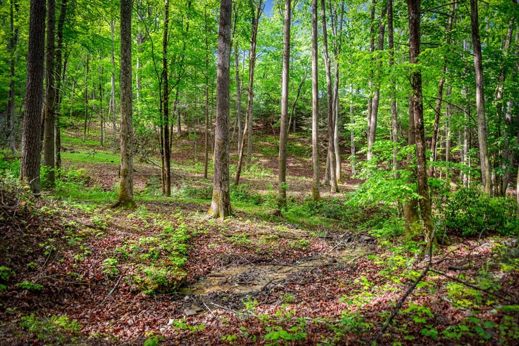 66 Windy Hill Drive, Cherry Log GA 30522 - Photo