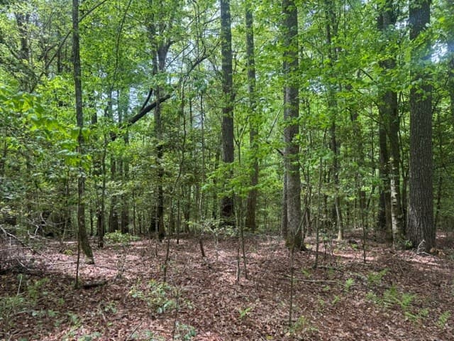 204 Grizzle Bear Lane, Suches GA 30572 - Photo
