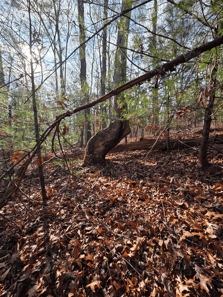 Lot 4 Ch Colwell Drive, Blairsville GA 30512 - Photo