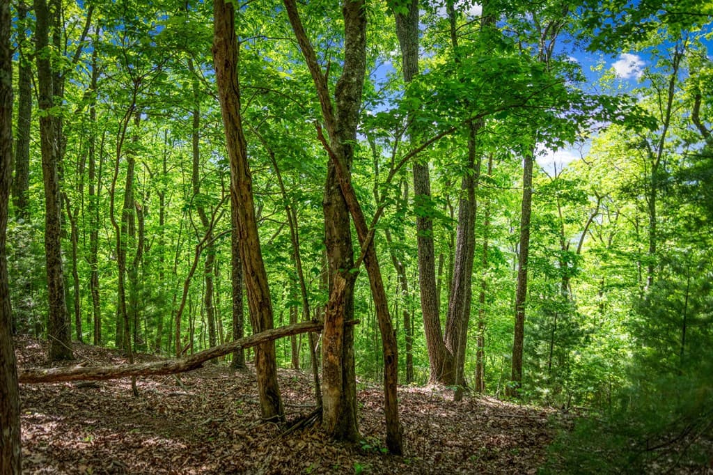 Lot 8 Ada Ridge Road, Mineral Bluff GA 30559 - Photo