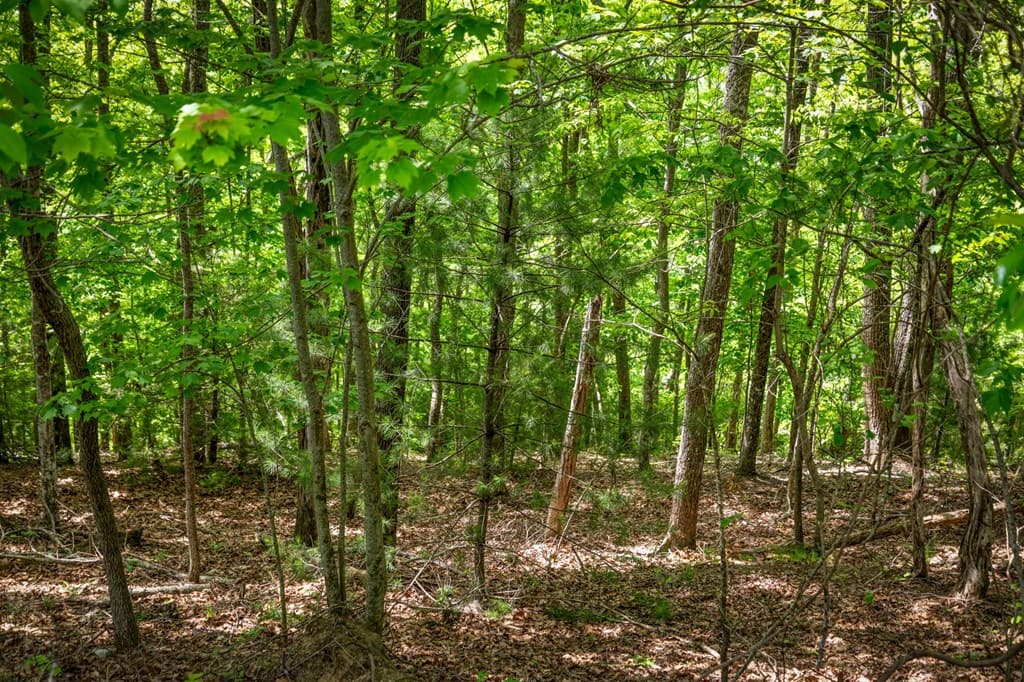 Lot 8 Ada Ridge Road, Mineral Bluff GA 30559 - Photo