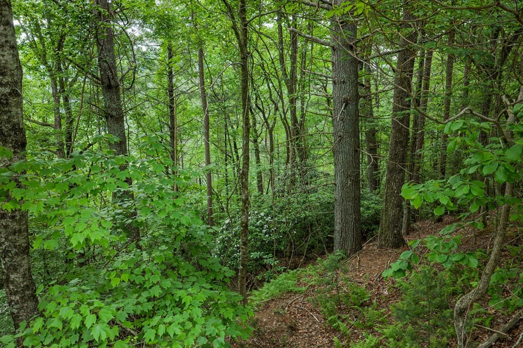 Lot 171 Shenendoa Drive, Ellijay GA 30540 - Photo