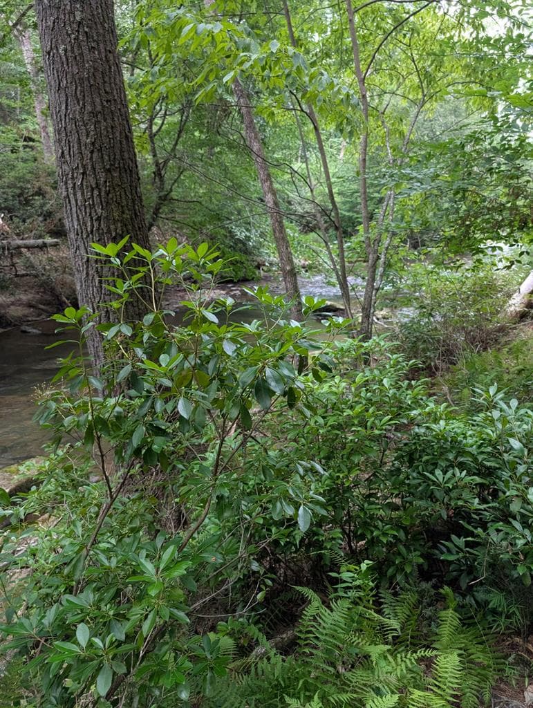 Lot 32 Byers Road, Blairsville GA 30512 - Primary photo