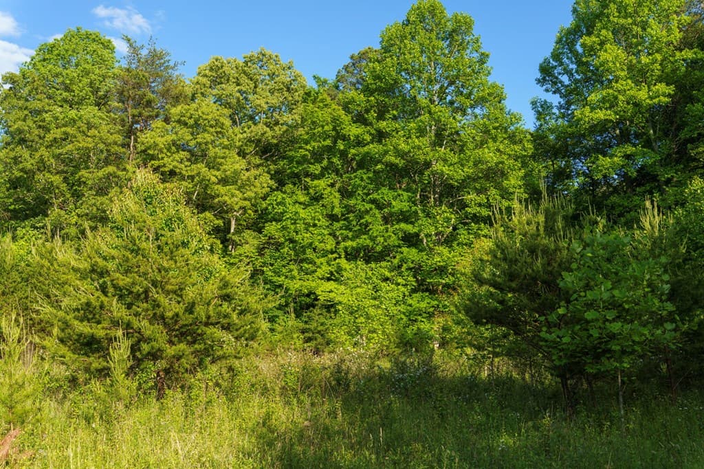 TR 1&2 W Gum Log Road, Warne NC 28909 - Photo
