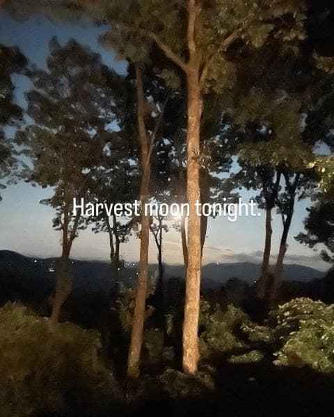 772 Double Knob Road, Ellijay GA 30540 - Photo