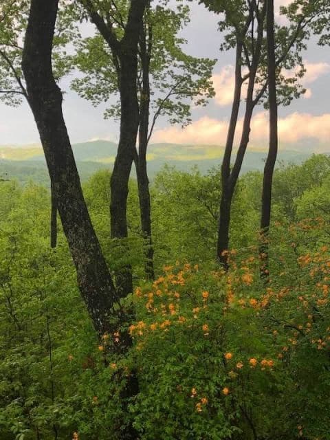 772 Double Knob Road, Ellijay GA 30540 - Photo
