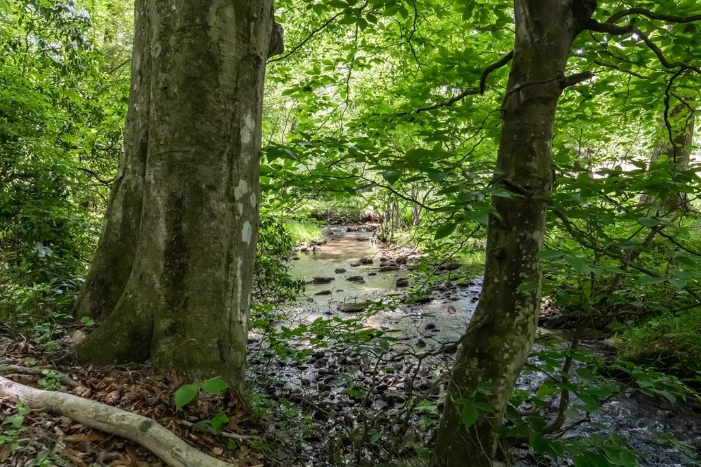 328 Black Ankle Creek Road, Cherry Log GA 30522 - Photo