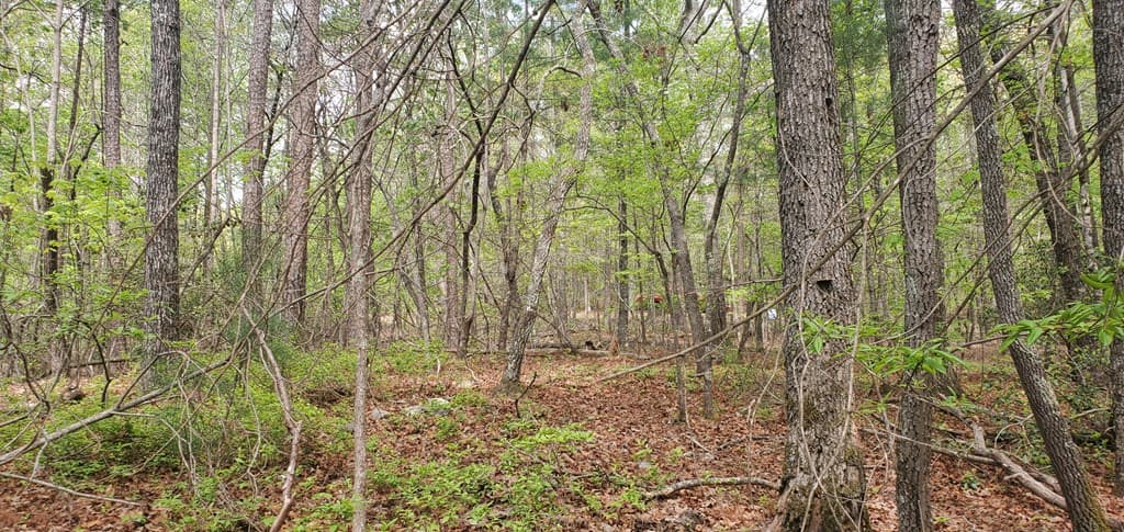36 & 38 Squirrel Hunting, Ellijay GA 30536 - Photo