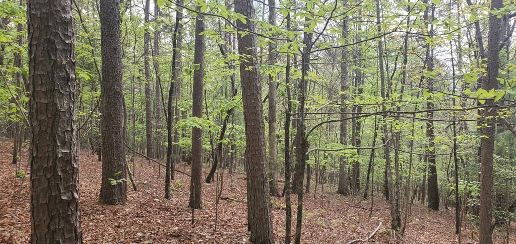 36 & 38 Squirrel Hunting, Ellijay GA 30536 - Photo