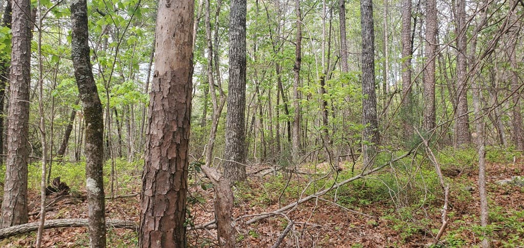 36 & 38 Squirrel Hunting, Ellijay GA 30536 - Photo