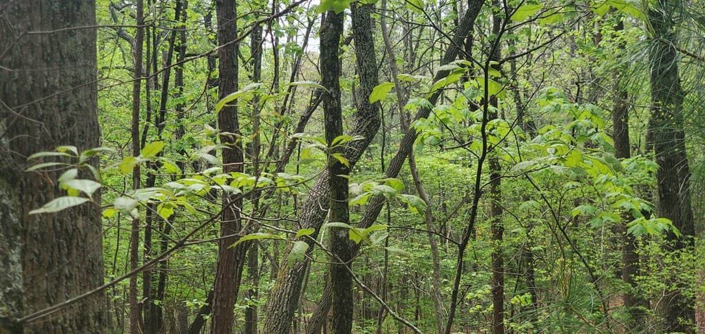 36 & 38 Squirrel Hunting, Ellijay GA 30536 - Photo