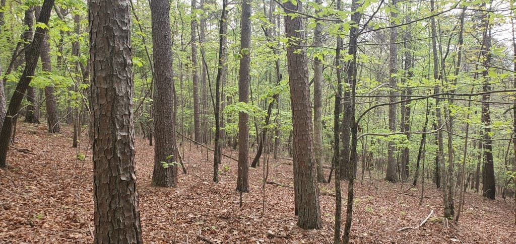 36 & 38 Squirrel Hunting, Ellijay GA 30536 - Photo