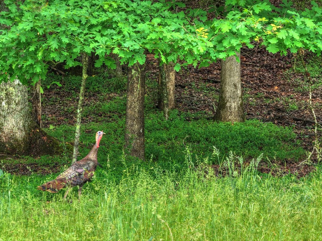 20.11 Ac Mountain View Road, Mccaysville GA 30555 - Photo