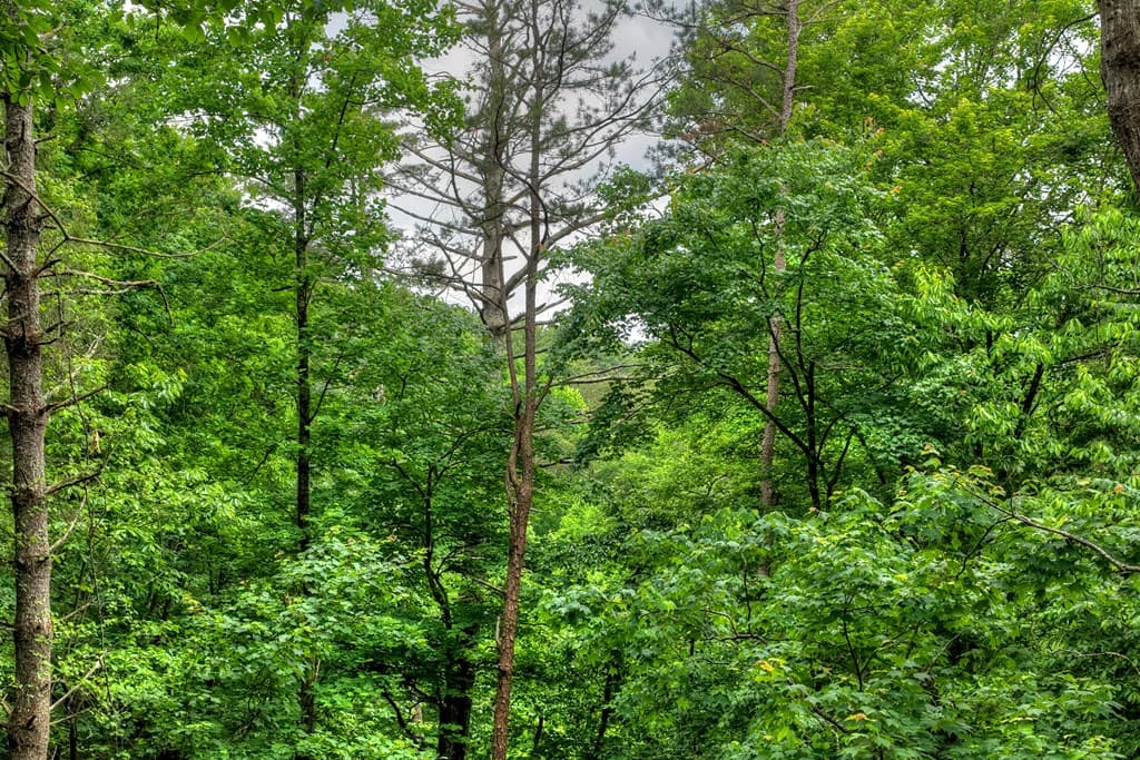 514 Shenendoa Dr., Ellijay GA 30540 - Photo