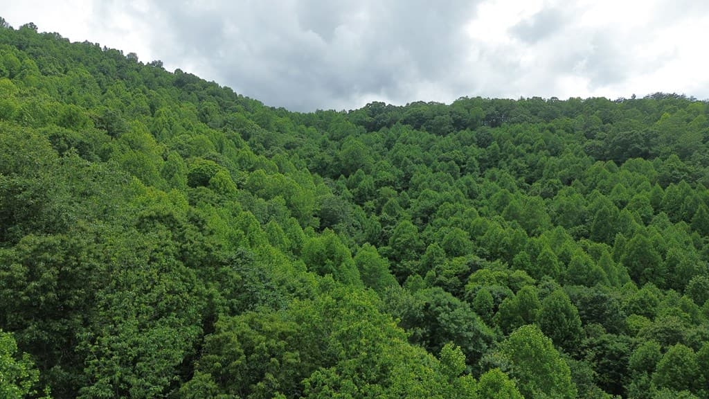 115 Calvender Road, Turtletown TN 37391 - Photo