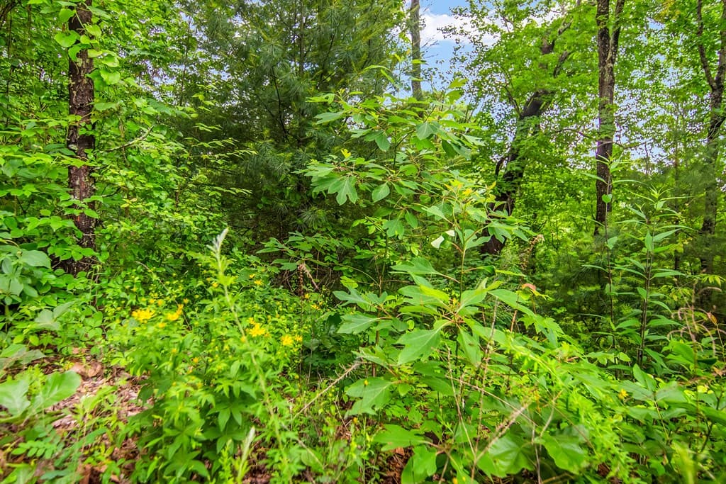 5.58 Gobbler Knob Drive, Ellijay GA 30540 - Photo