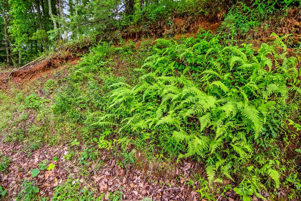 5.58 Gobbler Knob Drive, Ellijay GA 30540 - Photo
