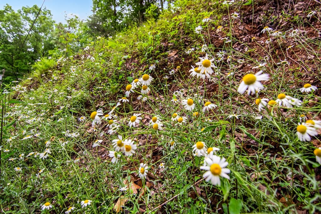 5.58 Gobbler Knob Drive, Ellijay GA 30540 - Photo
