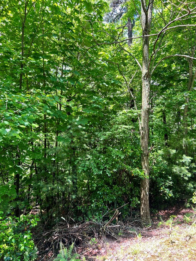 #31 Fiddlers Way, Murphy NC 28906 - Photo