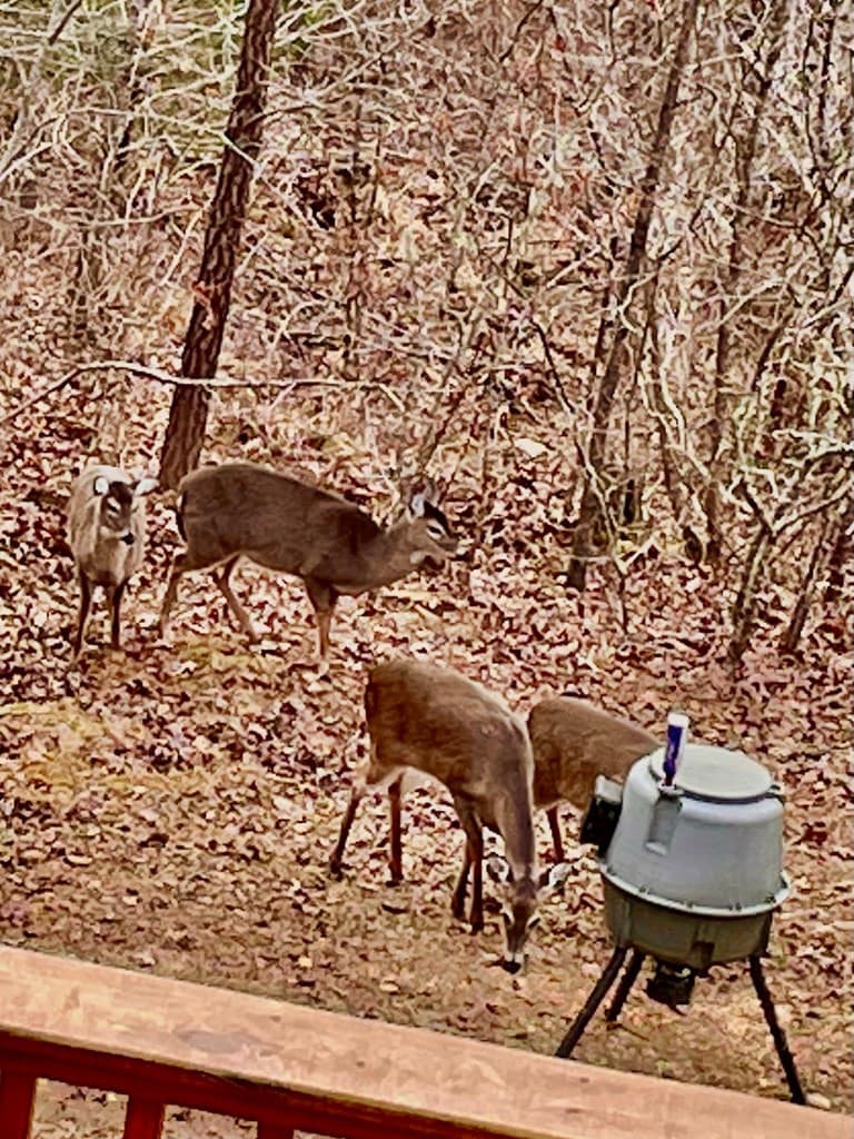 85 Flat Top Trail, Murphy NC 28906 - Photo