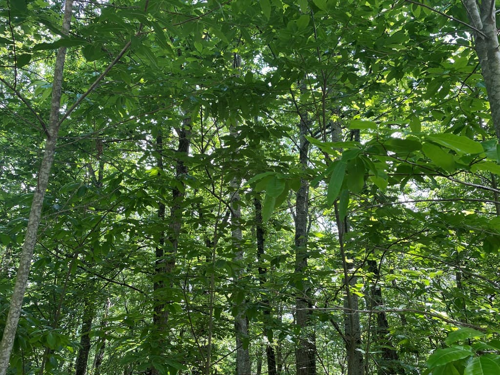 Lot 11 Brumby Run, Blairsville GA 30512 - Photo