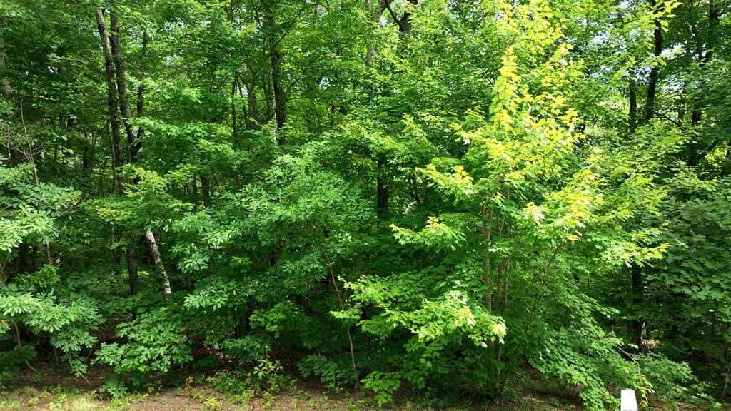 206 Northview Parkway, Ellijay GA 30536 - Photo