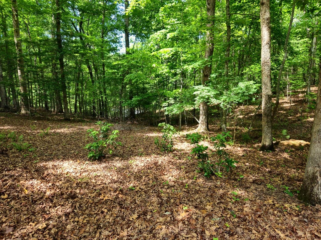 211 Winding Brook Trail, Morganton GA 30560 - Photo