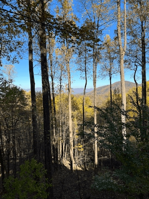 1189 Walnut Ridge, Ellijay GA 30536 - Photo