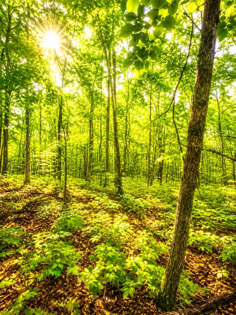 1564 Rackley Road, Ellijay GA 30536 - Photo