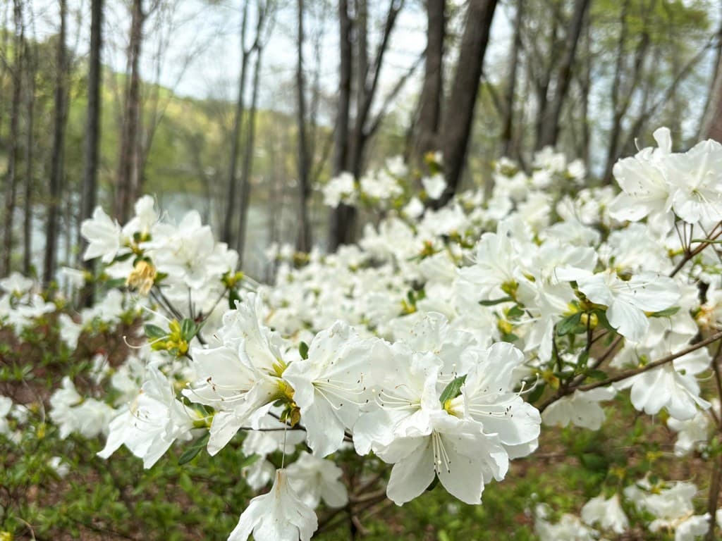 251 Walnut Rd, Blairsville GA 30512 - Photo