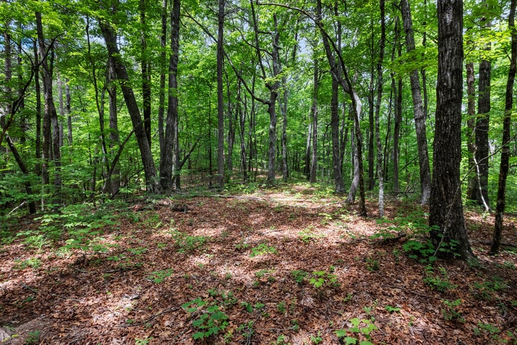 57.64 ac Mountain Ash Road, Ellijay GA 30536 - Photo