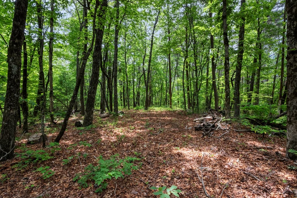 57.64 ac Mountain Ash Road, Ellijay GA 30536 - Photo