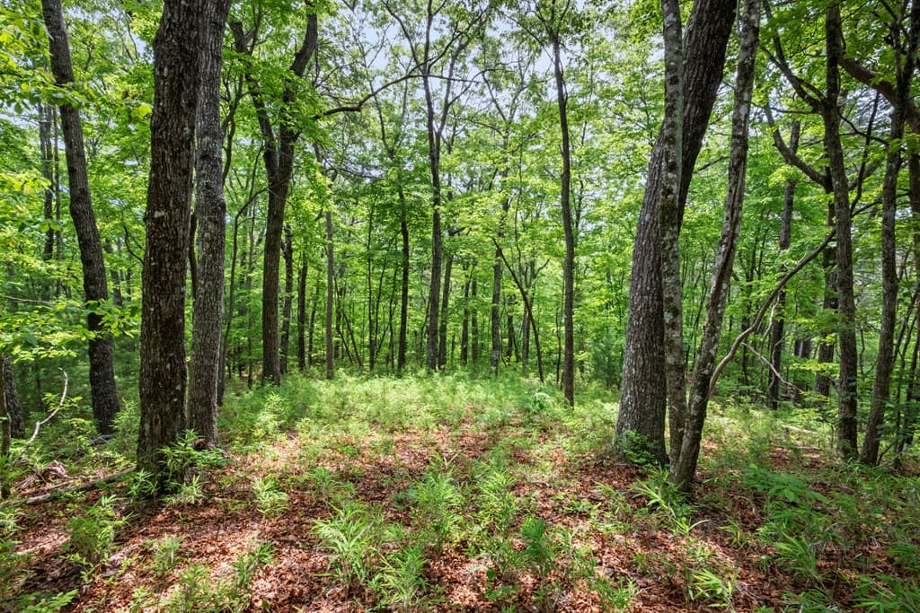 57.64 ac Mountain Ash Road, Ellijay GA 30536 - Photo