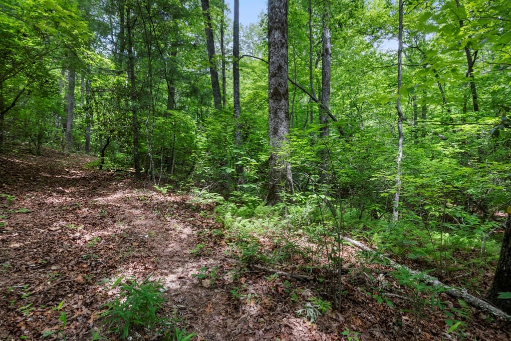 57.64 ac Mountain Ash Road, Ellijay GA 30536 - Photo
