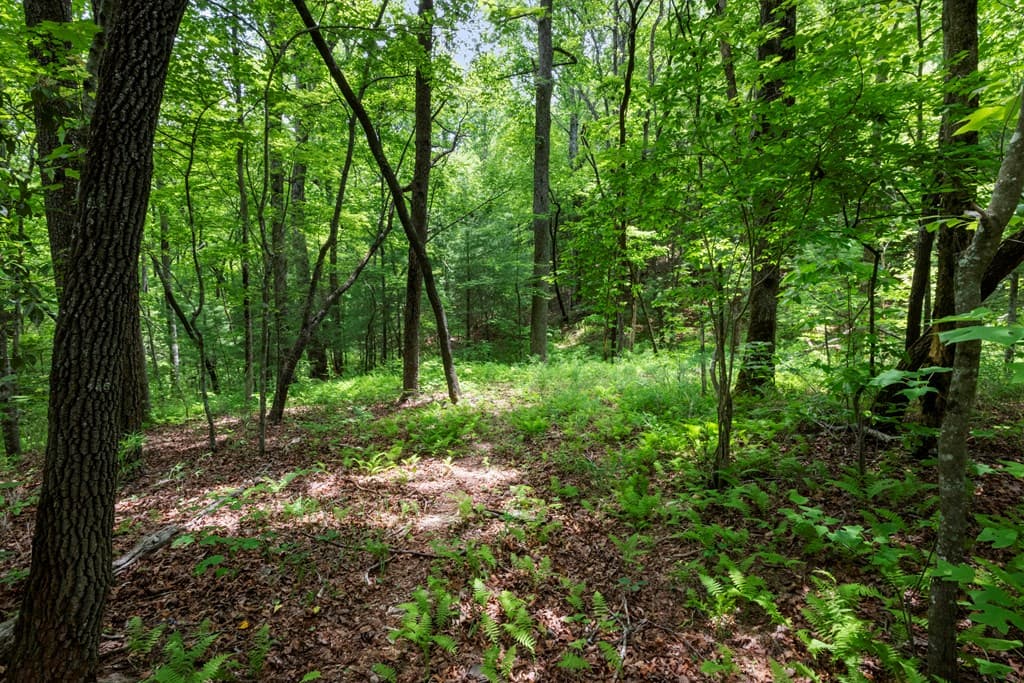 57.64 ac Mountain Ash Road, Ellijay GA 30536 - Photo