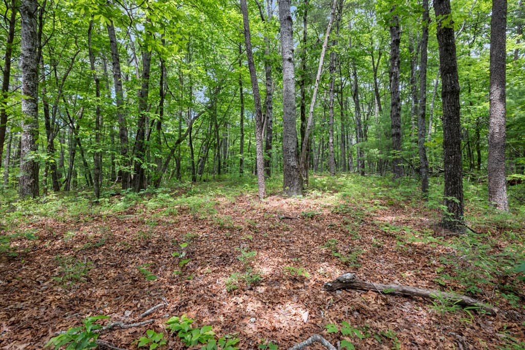 57.64 ac Mountain Ash Road, Ellijay GA 30536 - Photo