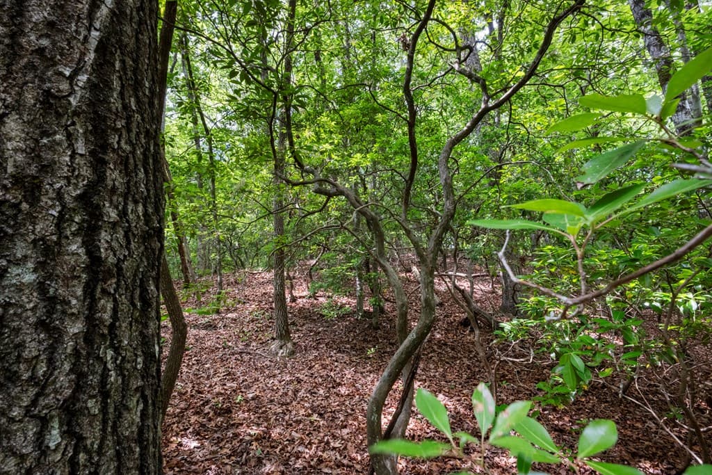 57.64 ac Mountain Ash Road, Ellijay GA 30536 - Photo