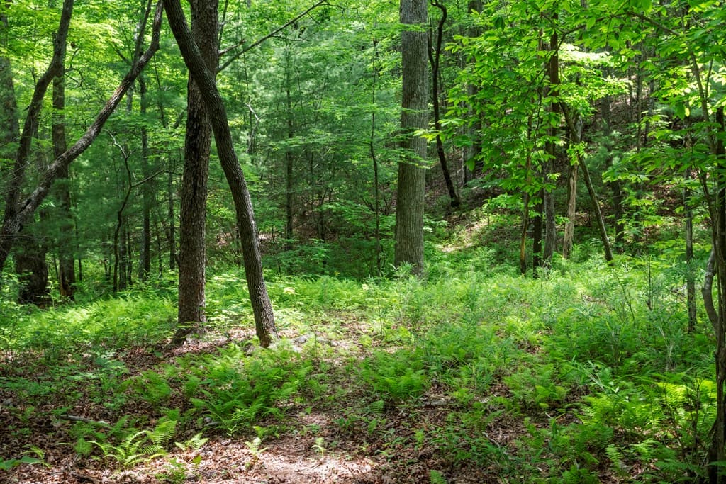 57.64 ac Mountain Ash Road, Ellijay GA 30536 - Photo