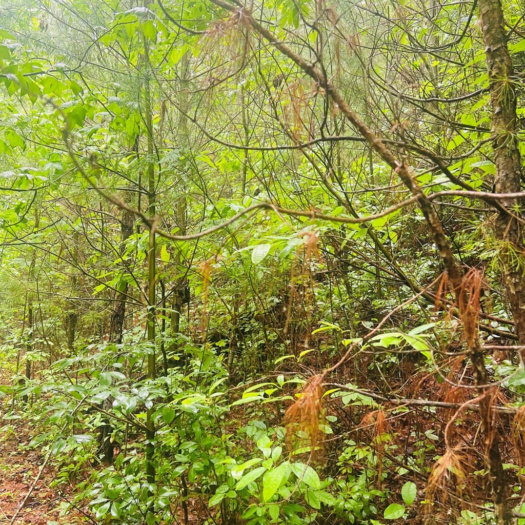 00 Owl Creek Ridge, Murphy NC 28906 - Photo