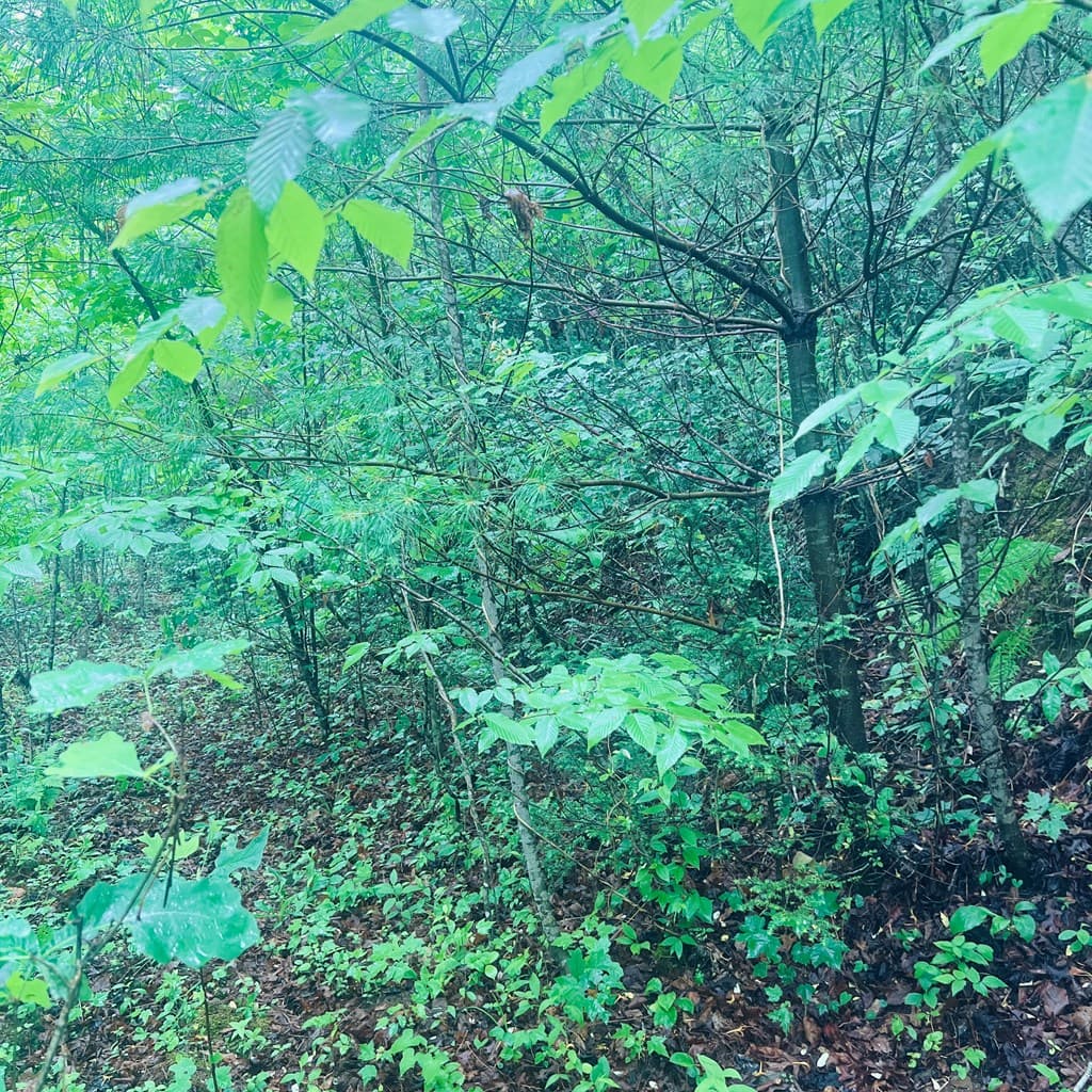 00 Owl Creek Ridge, Murphy NC 28906 - Photo