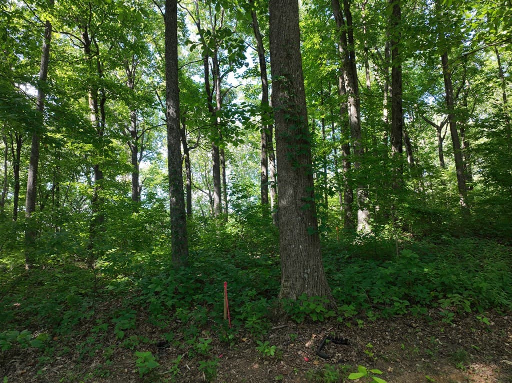 31 Highline Drive, Ellijay GA 30536 - Photo