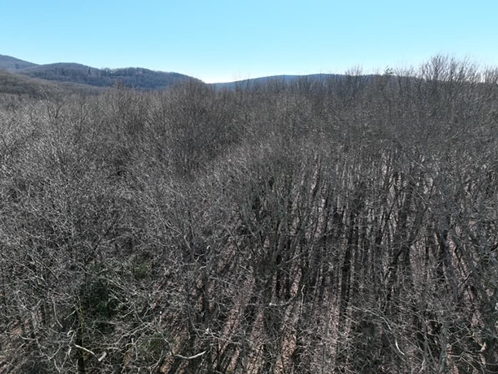 184 St Andrews Way, Ellijay GA 30536 - Photo