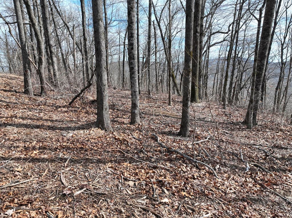 256 Blood Root Trail, Ellijay GA 30536 - Photo