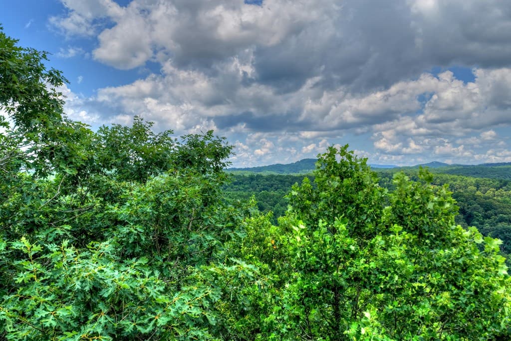 221 Shade Tree Lane, Mineral Bluff GA 30559 - Photo