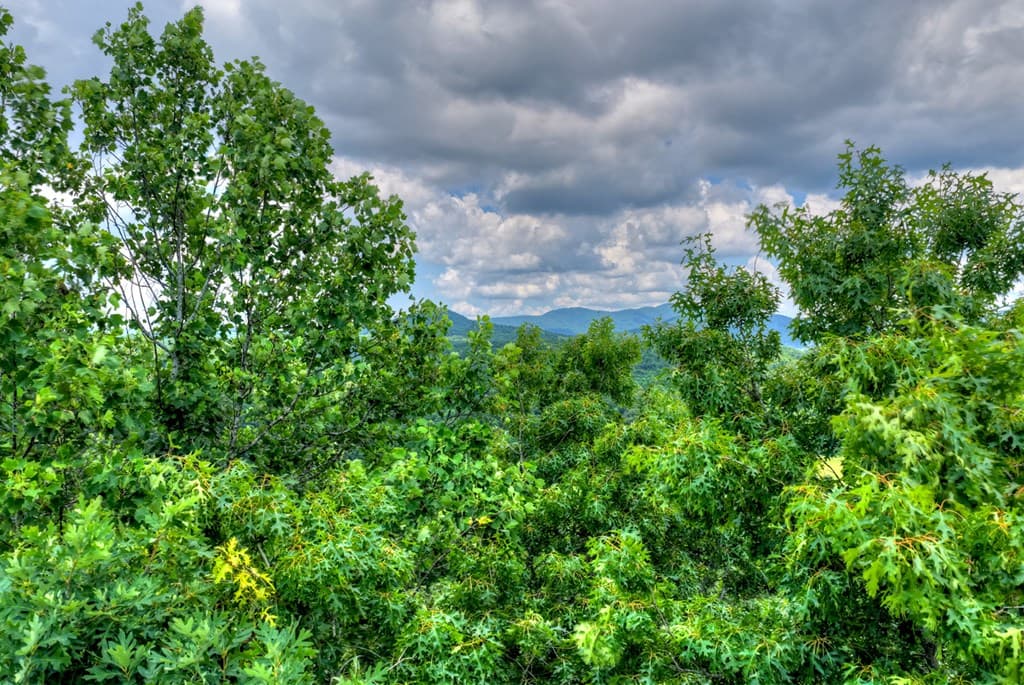 221 Shade Tree Lane, Mineral Bluff GA 30559 - Photo